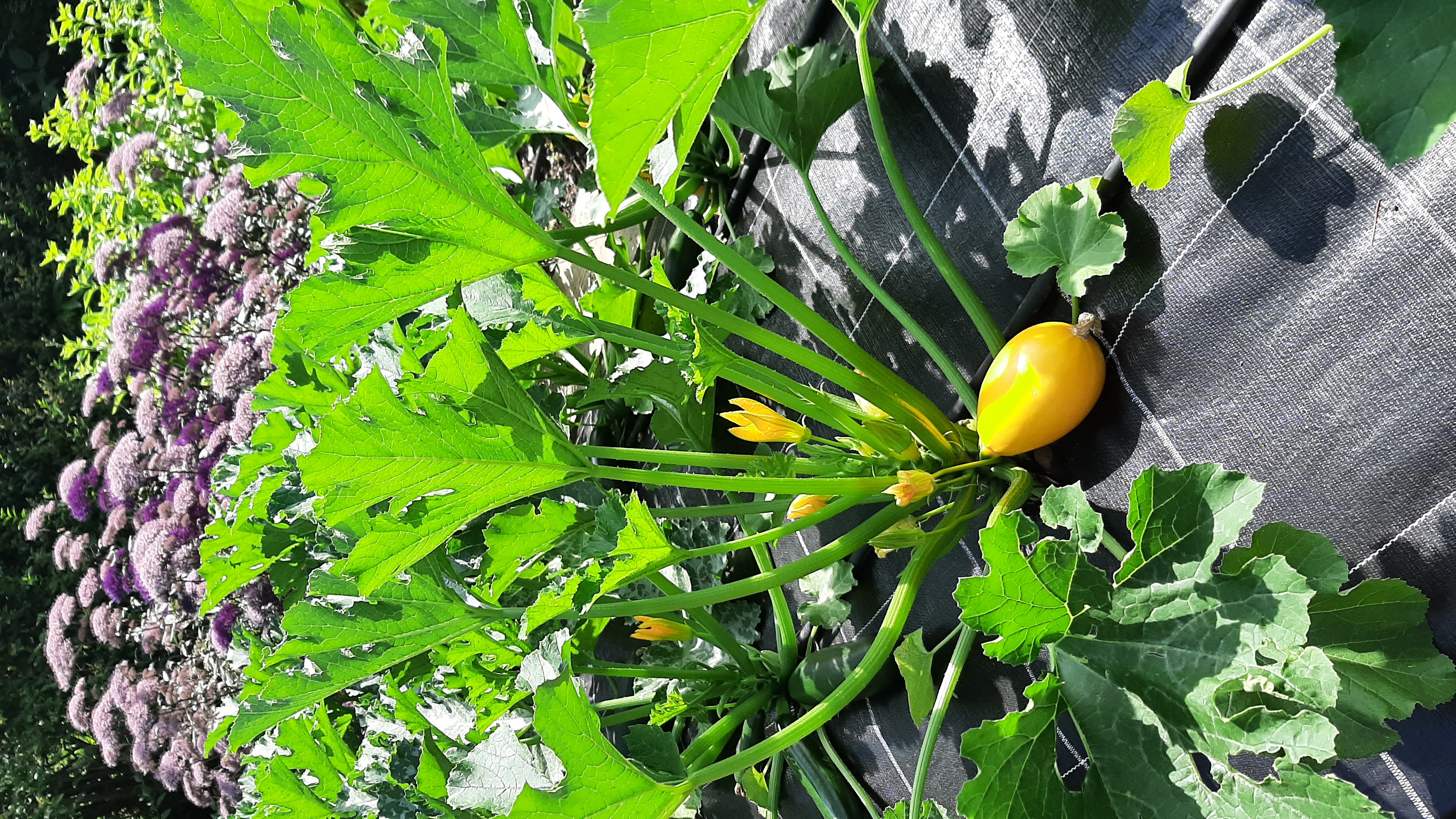 légumes 2025