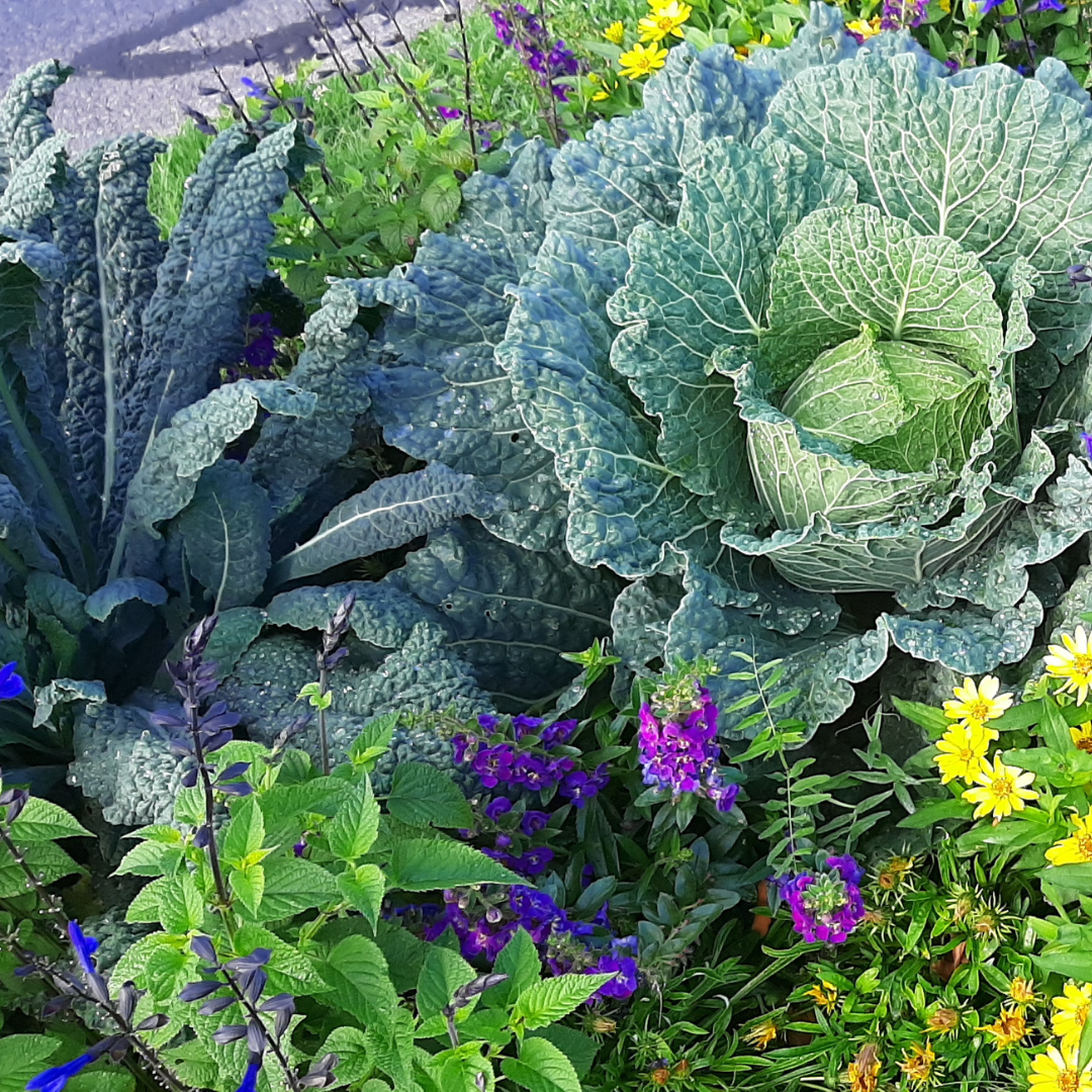 légumes 2025