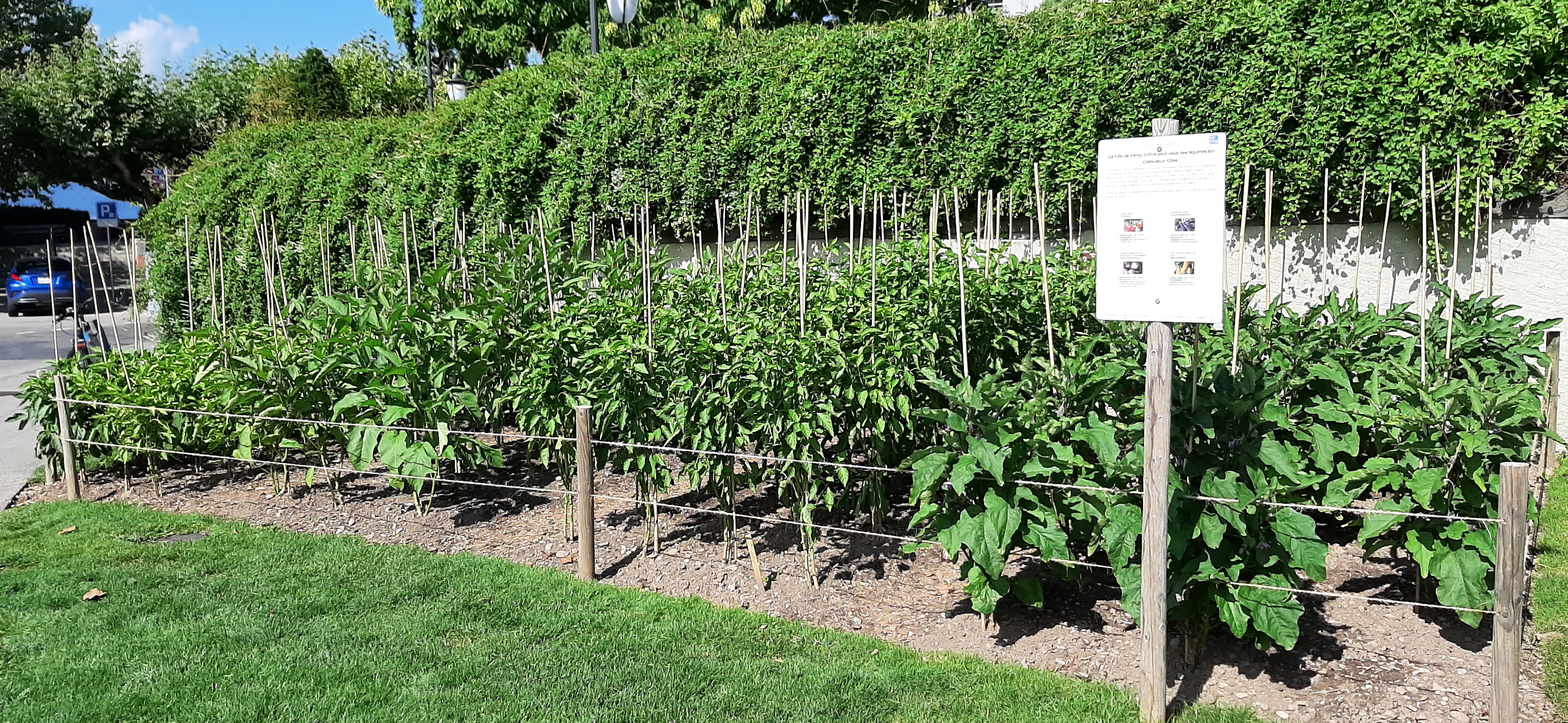 légumes 2025