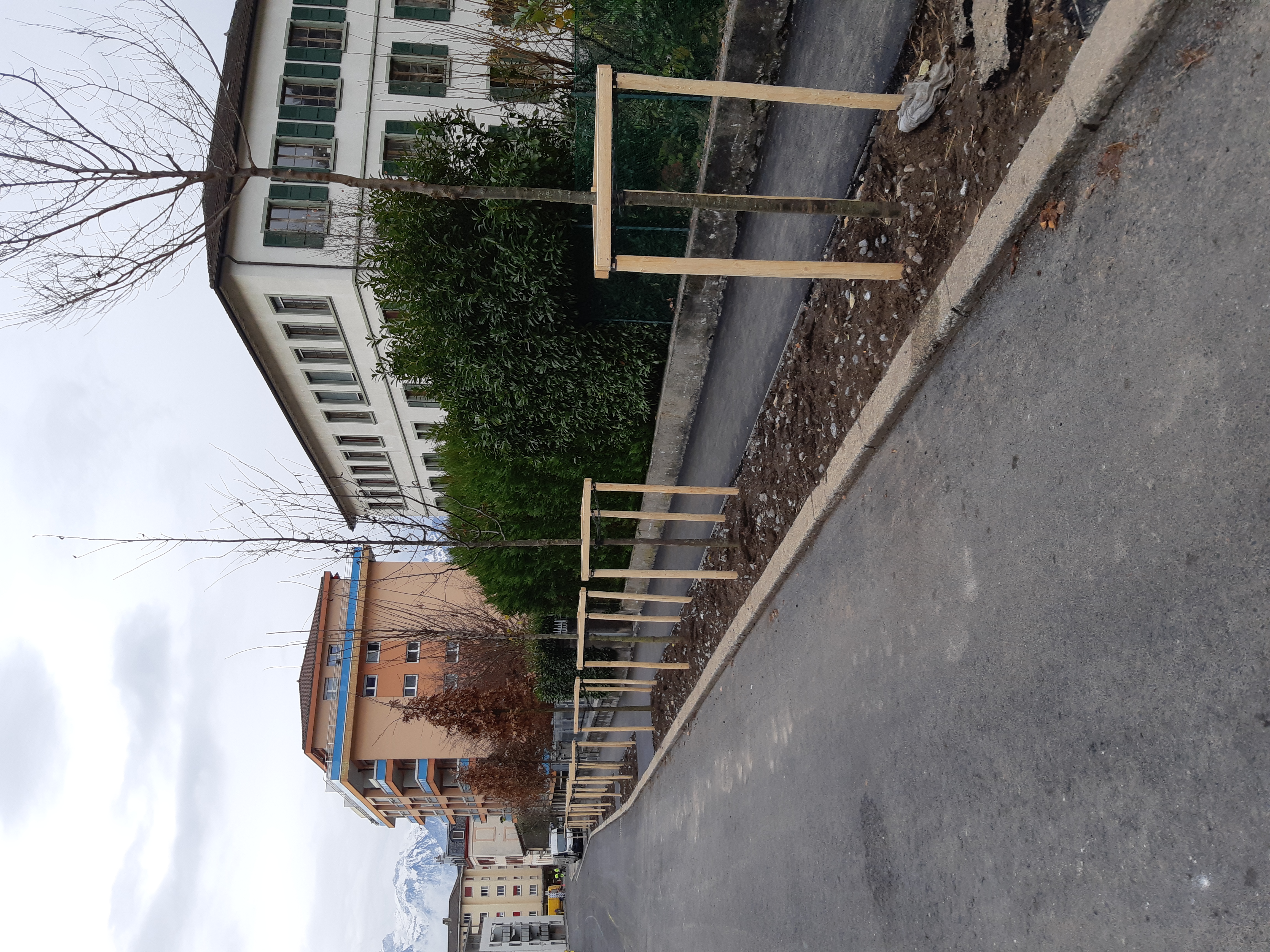 Nouveaux arbres plantés à la rue des Moulins