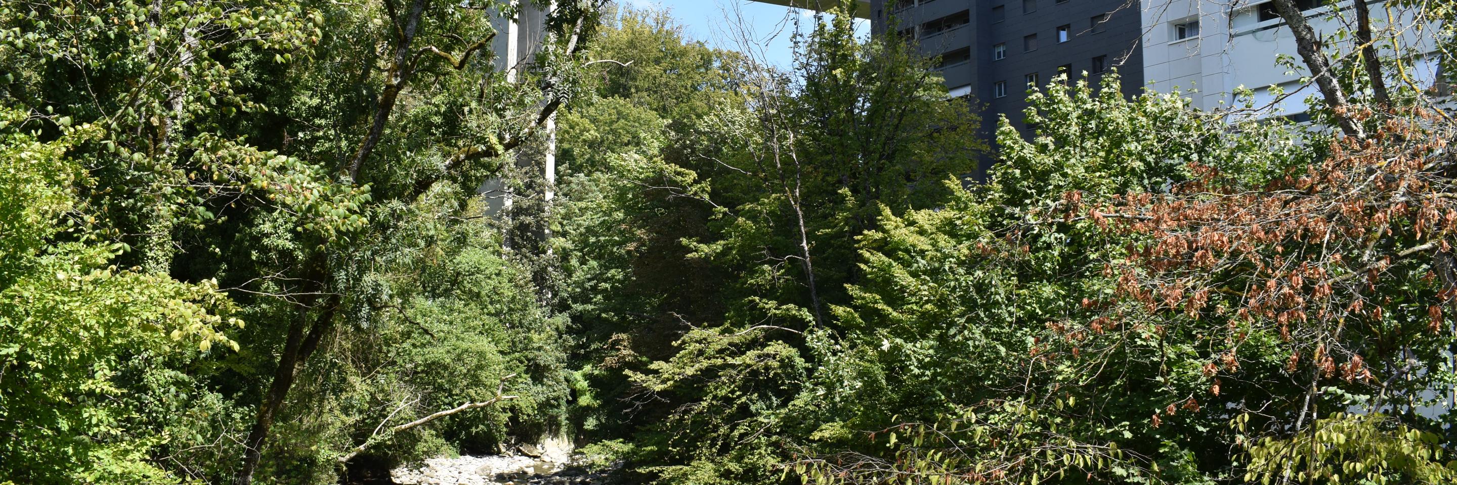 Arbres et végétation le long Veveyse