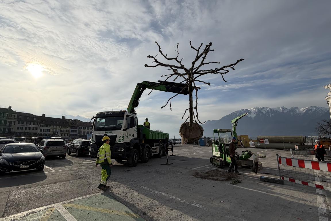 Transport de l'arbre vers son nouvel emplacement