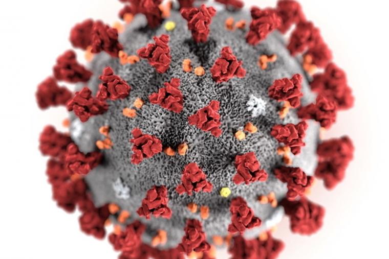 Vilain virus