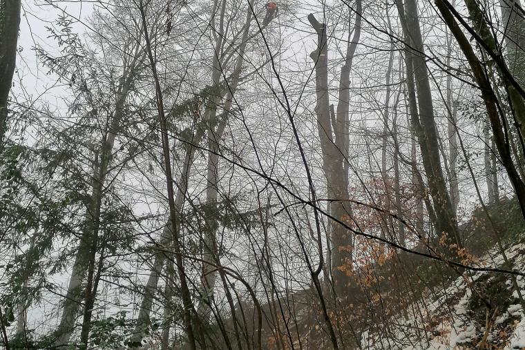 Forêt de la Veyre
