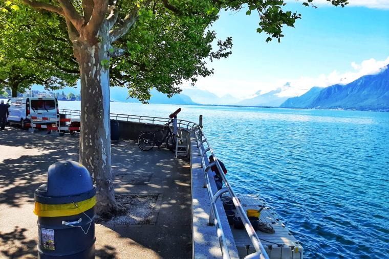 Bacs platanes Vevey