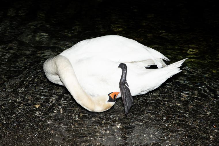 Cygne