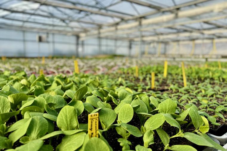 Plantons