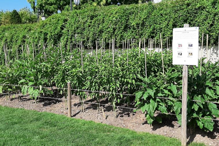 légumes 2025