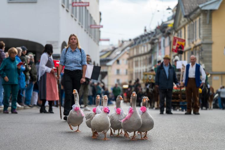 Foire de la Saint-Martin 2025 Vevey