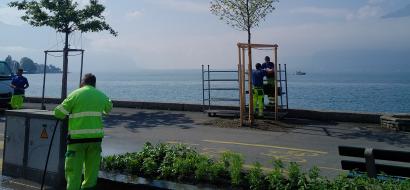 Les jardiniers replantent des arbres