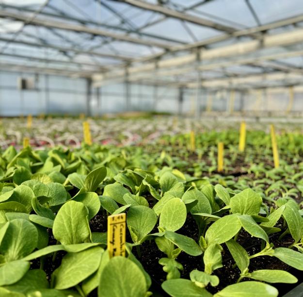 Plantons